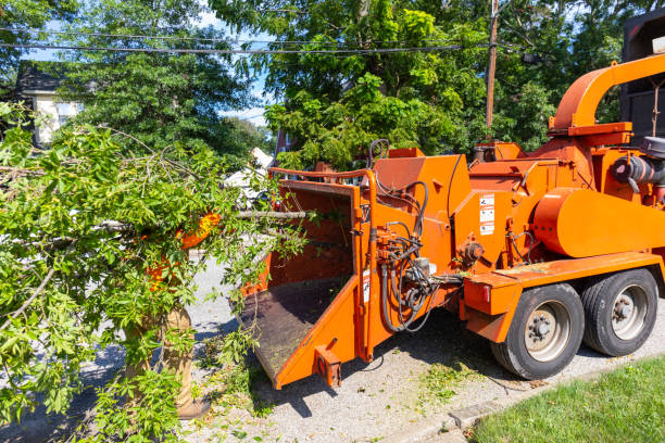 Best Tree Disease Treatment  in Ben Wheeler, TX